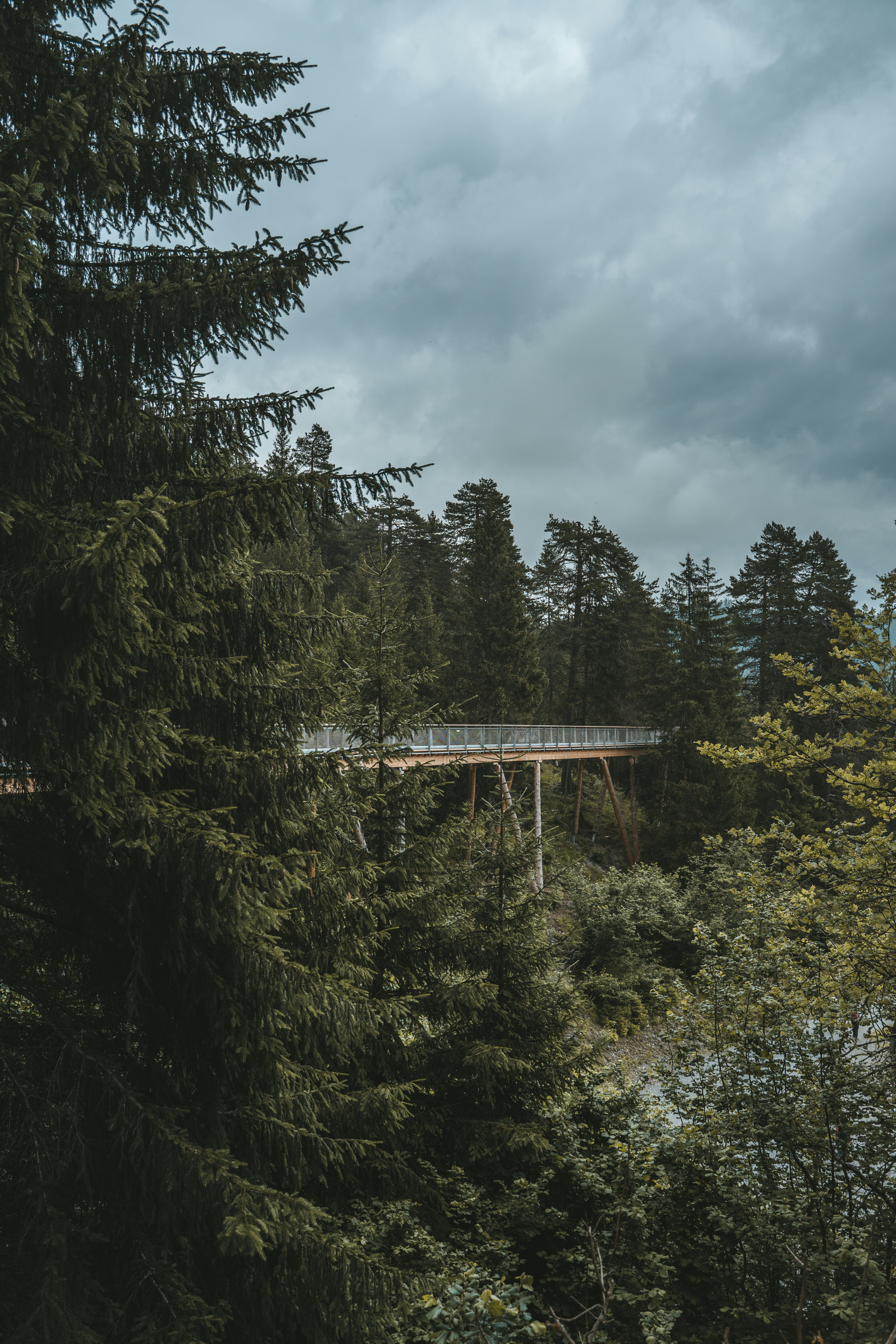 green trees under cloudy sky during daytime